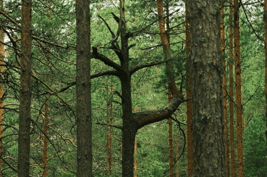 Global Warming Will Make Forest Soils Less&nbsp;Fertile