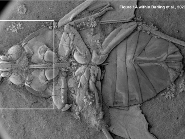 100-million year-old Insect Fossil Found Riddled With Ancient&nbsp;Bacteria